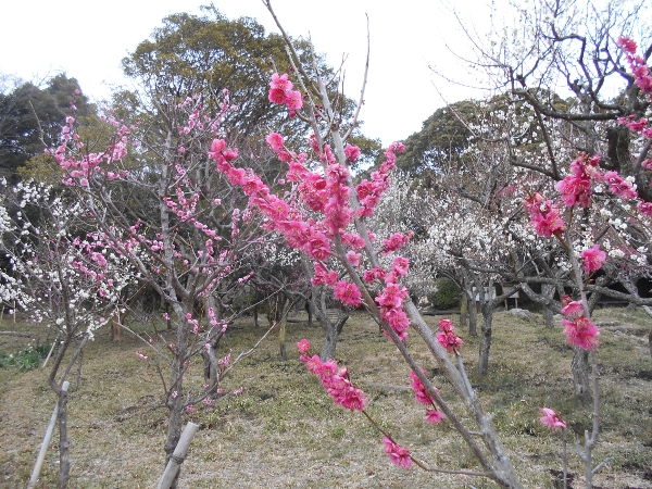 �ۋv�ǔ~��(2016.2����3�T)