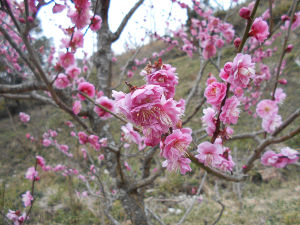 �ۋv�ǔ~��(2016.2����3�T)