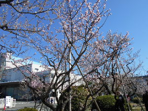 ���m�i�b�c(2016.3����3�T)