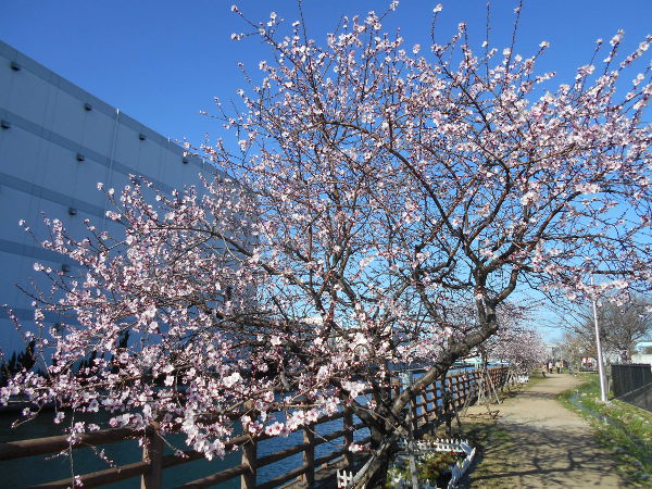 ���ӂ̗V������������(2016.3����3�T)