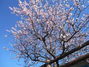 ���ӂ̗V������������(2016.3����3�T)