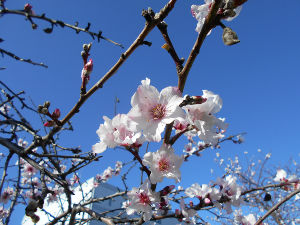 ���ӂ̗V������������(2016.3����3�T)