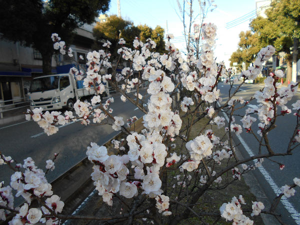 �����Q�P����(2016.3����3�T)