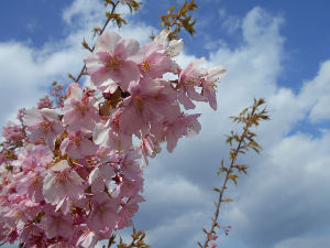 ������͌�����(2016.3����3�T)