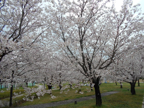 ������͌�����(2016.3����1�T)