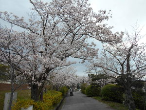 ���̉Ȋw������(2016.4����1�T)