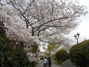 ���̉Ȋw������(2016.4����1�T)