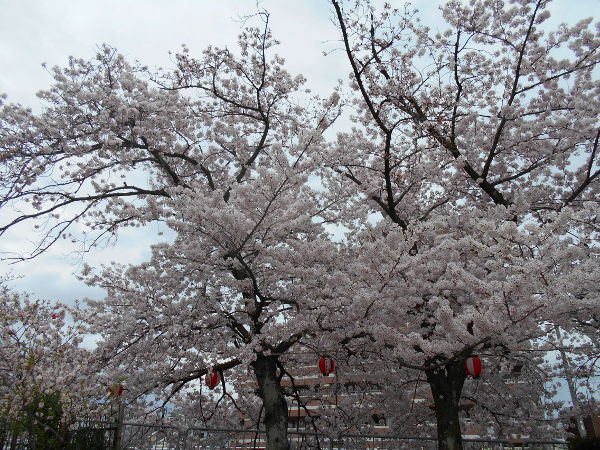 �V���J��(2016.4����1�T)