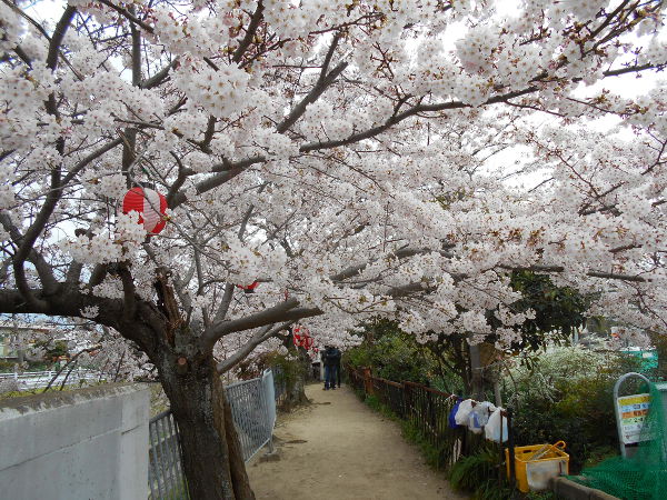 �V���J��(2016.4����1�T)