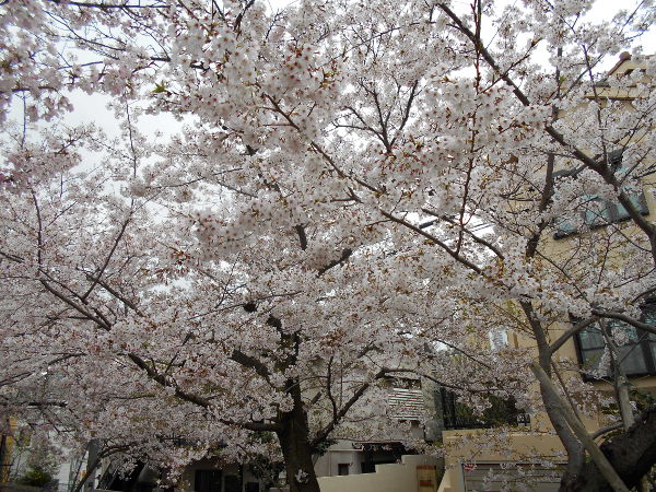 ���{�����(2016.4����1�T)