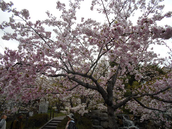 ���{�����(2016.4����1�T)