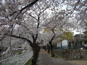 �s���(2016.4����1�T)