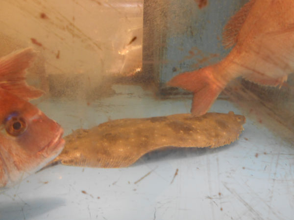 �J���[�O��