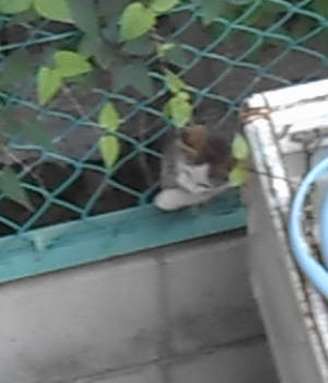 �L���D���������j