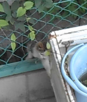 猫が好きだった男 猫が好きだった男