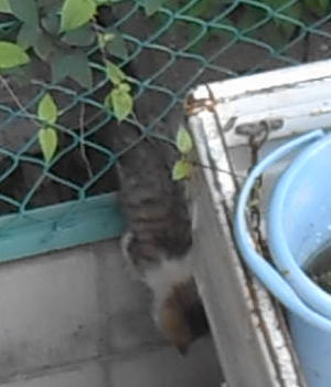 猫が好きだった男 猫が好きだった男