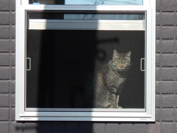 猫が好きだった男 猫が好きだった男