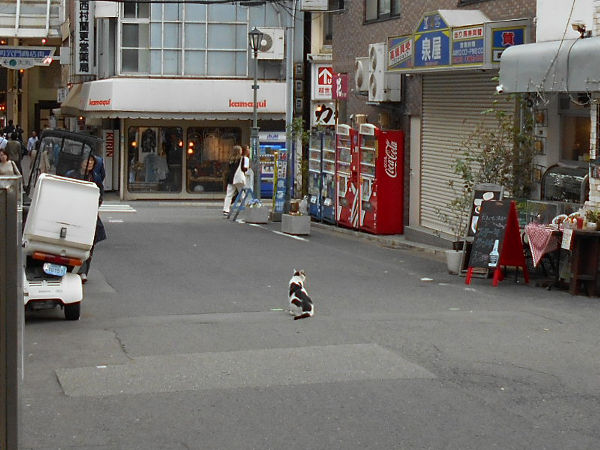 猫が好きだった男 猫が好きだった男