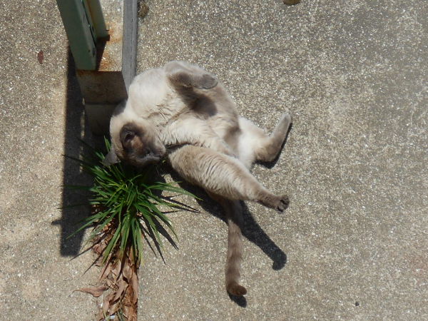 猫が好きだった男 猫が好きだった男