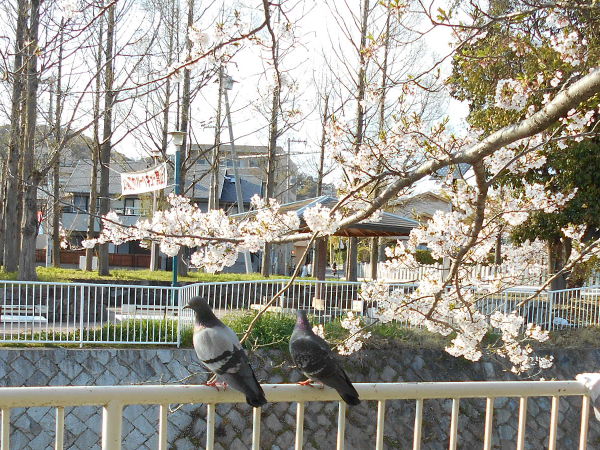 ���@����̔�