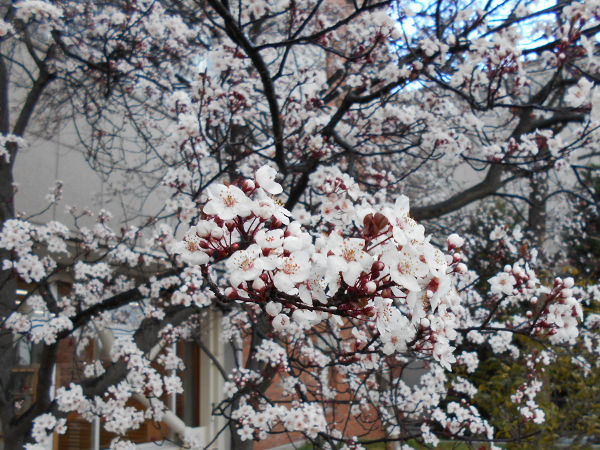 ��q�R�����̃x�j�o�X����