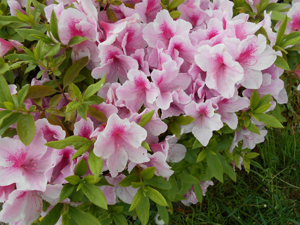 ��q�R�̈�ّO�̃c�c�W