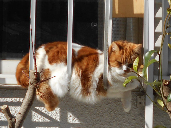 猫が好きだった男 猫が好きだった男