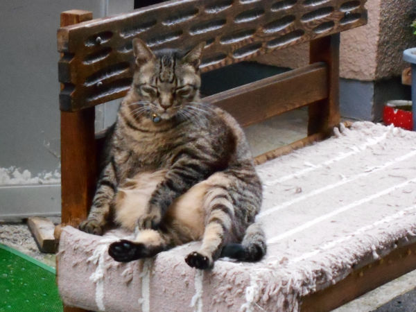 猫が好きだった男 猫が好きだった男