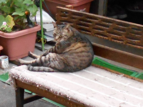 猫が好きだった男 猫が好きだった男