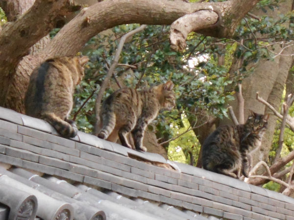 猫が好きだった男 猫が好きだった男