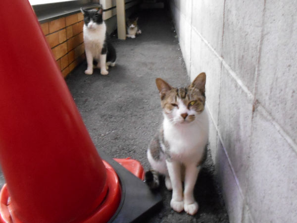 猫が好きだった男 猫が好きだった男