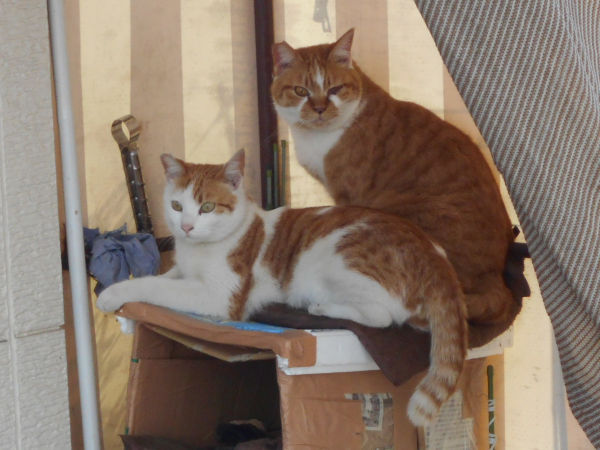 猫が好きだった男 猫が好きだった男