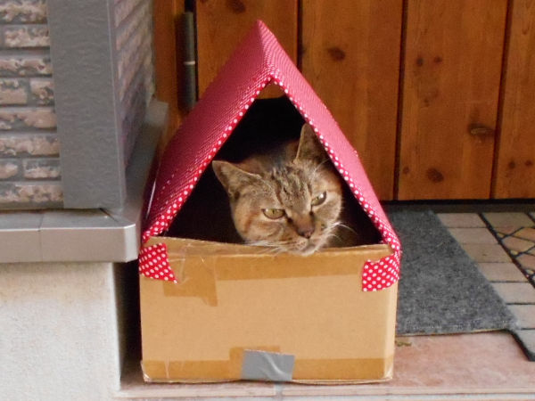 猫が好きだった男 猫が好きだった男