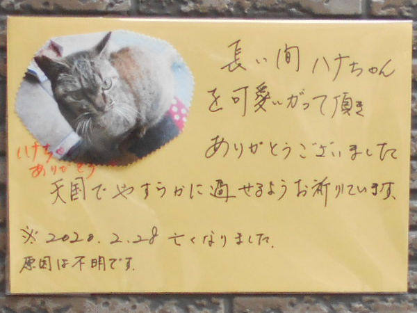 猫が好きだった男 猫が好きだった男