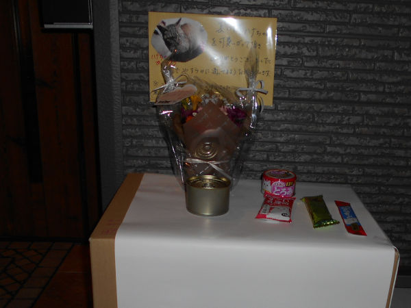 猫が好きだった男 猫が好きだった男