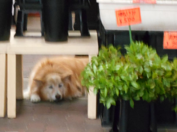 �����D���������j