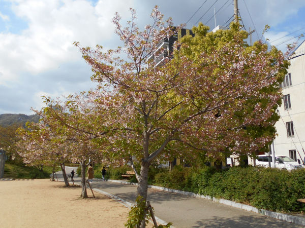 ���c������̎c��