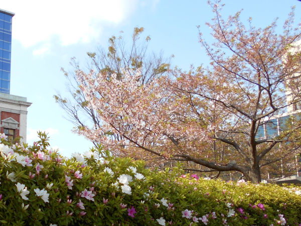 �߂��炵�����ƃc�c�W�̋���