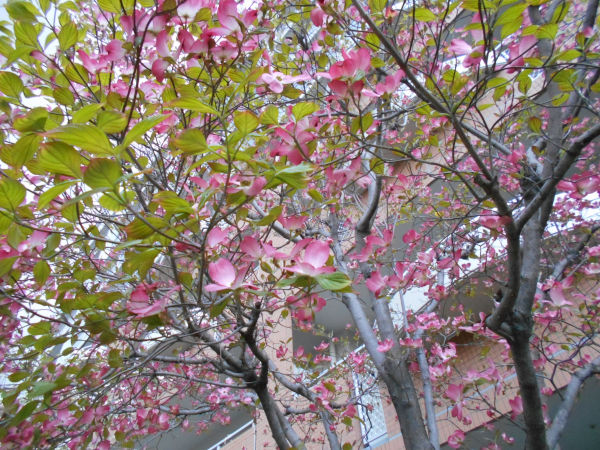 ��J�ʂ̃n�i�~�Y�L