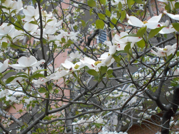 ��J�ʂ̃n�i�~�Y�L