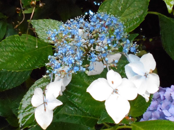 ���z�Ԃ̉�