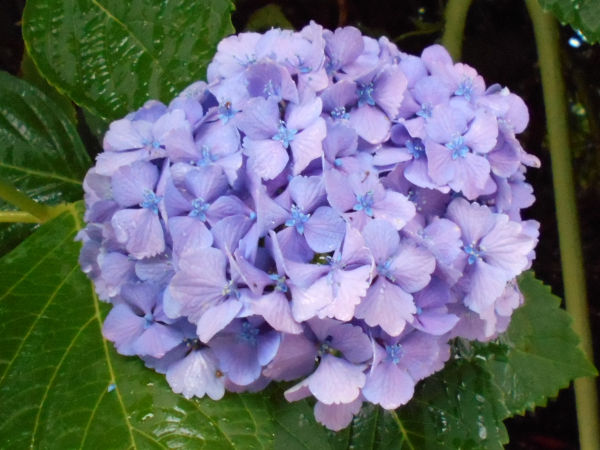 ���z�Ԃ���