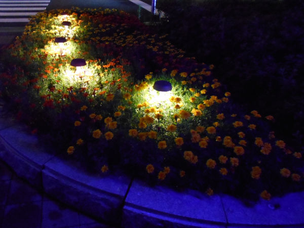 �t�����`�E�}���[�S�[���h