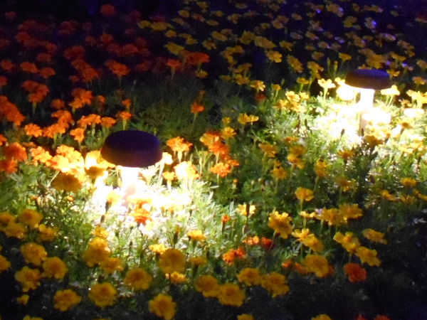 �t�����`�E�}���[�S�[���h