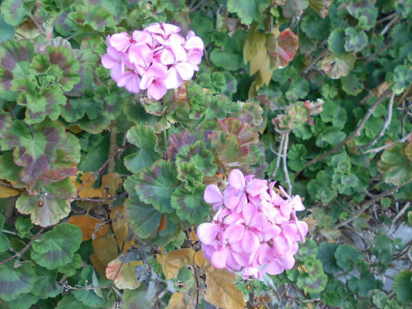 ���z�Ԃ̉�