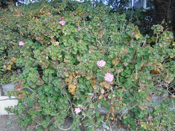 ���z�Ԃ̉�