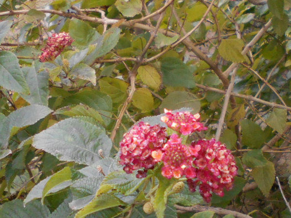 ���z�Ԃ���