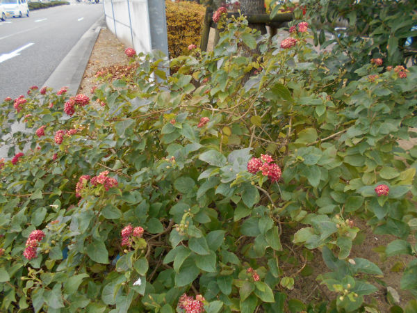 ���z�Ԃ���