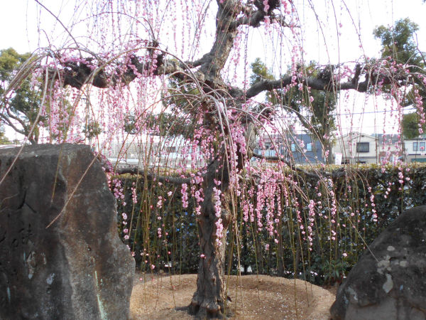 �j�~�V���{�̔~