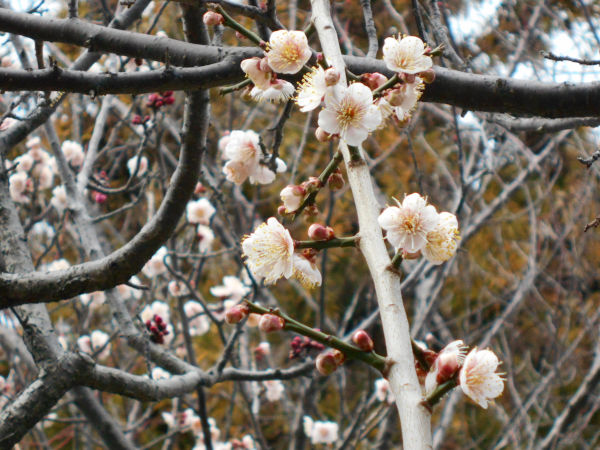 ��q�R�����̔~